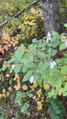Symphoricarpos rotundifolius