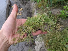 Eragrostis hypnoides