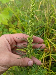 Artemisia biennis