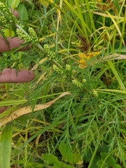 Artemisia biennis