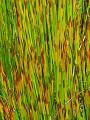 Elegia tectorum