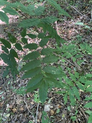 Wisteria sinensis