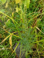 Artemisia biennis