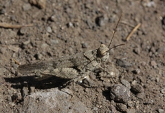 Trimerotropis occidentiloides