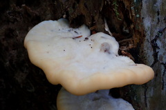 Climacocystis borealis