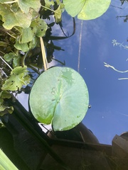 Nymphaea alba