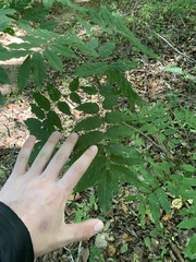 Wisteria sinensis