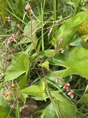 Persicaria arifolia
