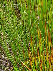 Elegia tectorum
