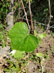 Vitis mustangensis