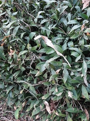 Ruscus hypophyllum