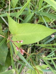 Persicaria arifolia