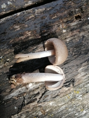 Coprinopsis melanthina
