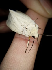 Spilosoma lubricipeda