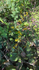 Rudbeckia triloba
