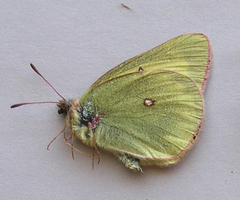 Colias gigantea
