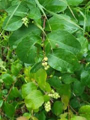 Symphoricarpos occidentalis