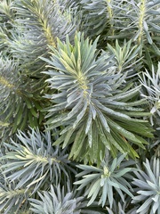 Euphorbia cyparissias