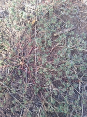 Euphorbia glyptosperma