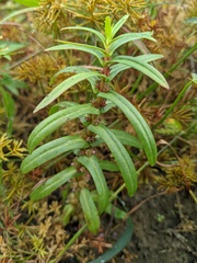 Ammannia robusta