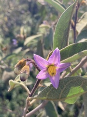 Solanum campylacanthum