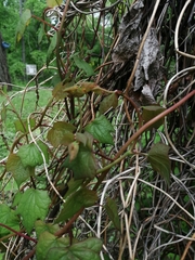 Menispermum dauricum
