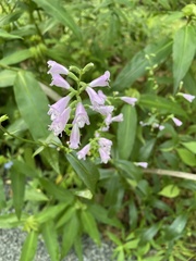 Physostegia virginiana