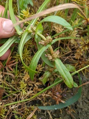 Ammannia robusta