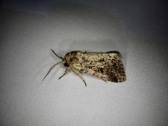 Spodoptera depravata