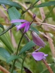 Polygala serpyllifolia