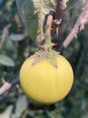 Solanum campylacanthum