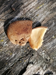 Crepidotus crocophyllus