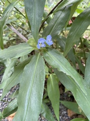 Commelina virginica