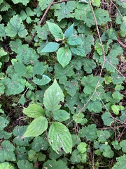 Cornus alternifolia