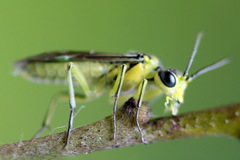 Rhogogaster picta