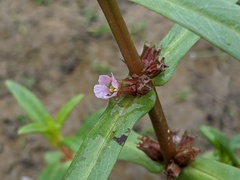 Ammannia robusta