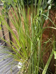 Cortaderia selloana
