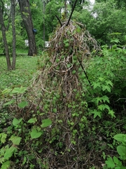 Menispermum dauricum