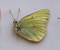 Colias gigantea