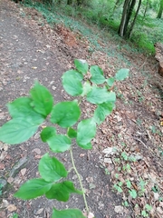 Cornus sanguinea