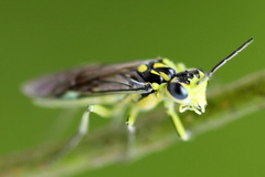 Rhogogaster picta