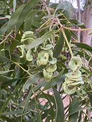 Acacia mangium image