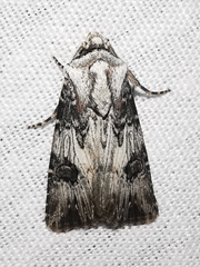 Agrotis catalaunensis