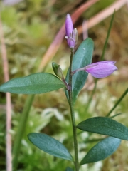 Polygala serpyllifolia