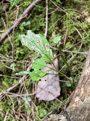 Cornus alternifolia