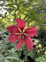 Hibiscus coccineus