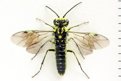 Rhogogaster picta