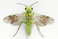 Rhogogaster picta