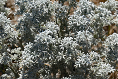 Lupinus albifrons