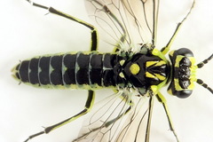 Rhogogaster picta